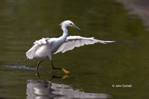 Egret;Egretta-thula;One;Snowy-Egret;avifauna;bird;birds;color-image;color-photog